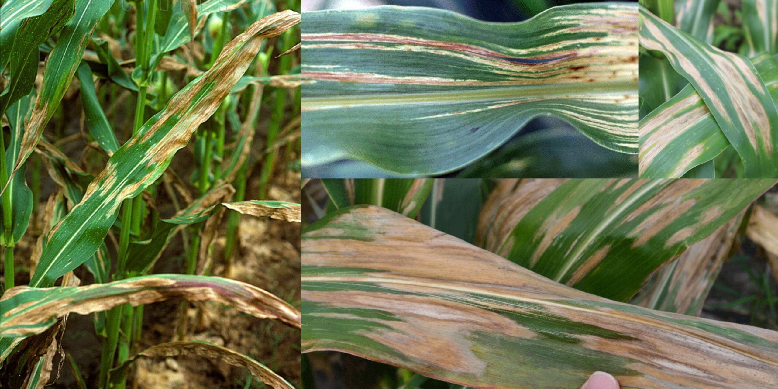 Добавить заголовок (11) (1)