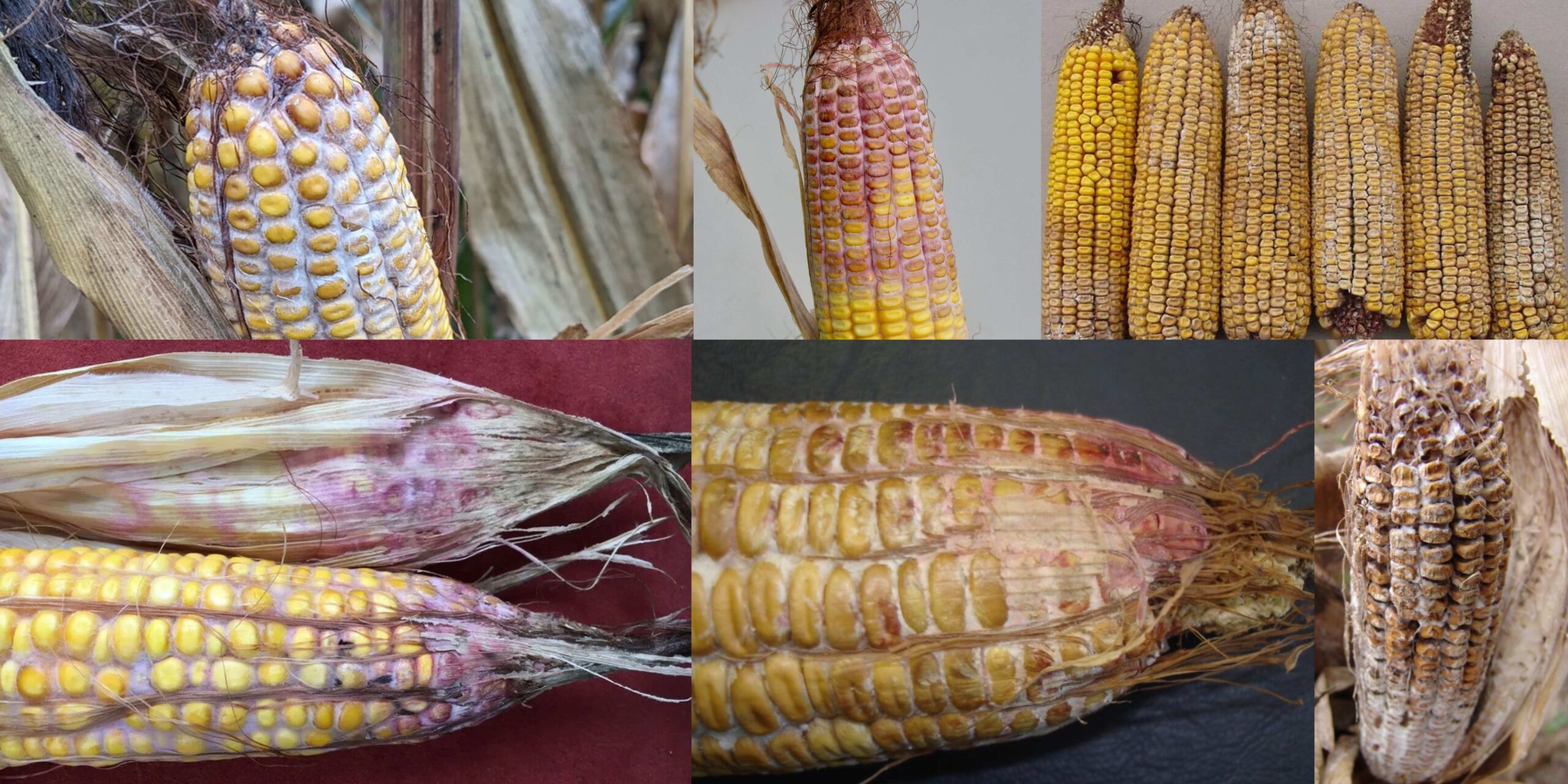 Добавить заголовок (12) (1)