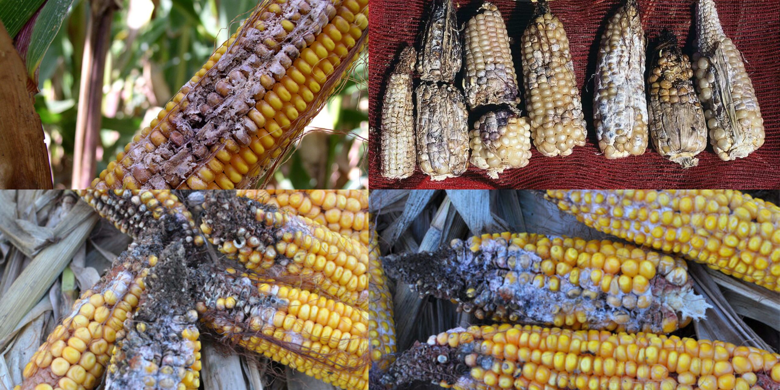 Добавить заголовок (14) (1)