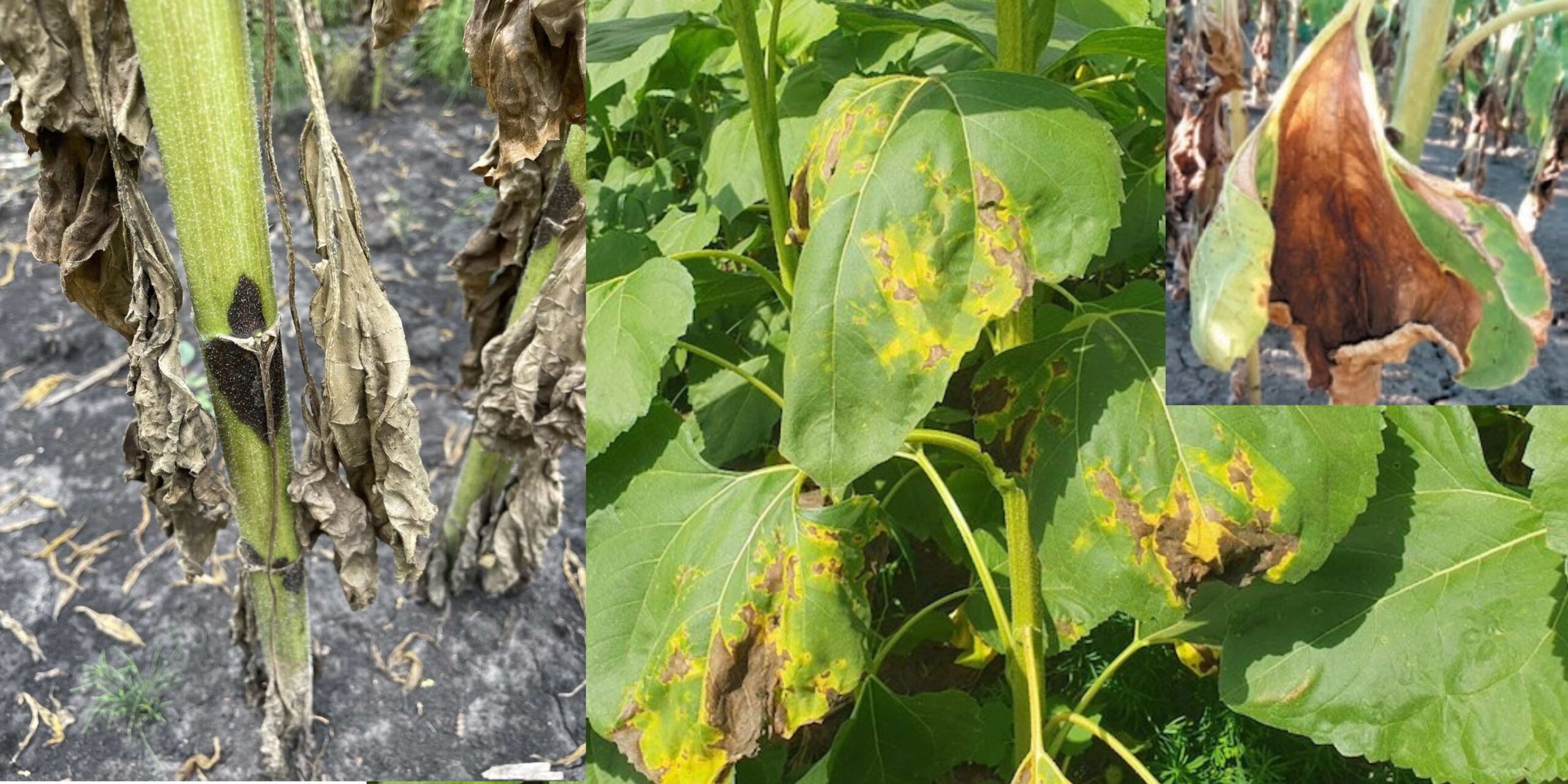 Добавить заголовок (2) (1) Добавить заголовок (2) (1)