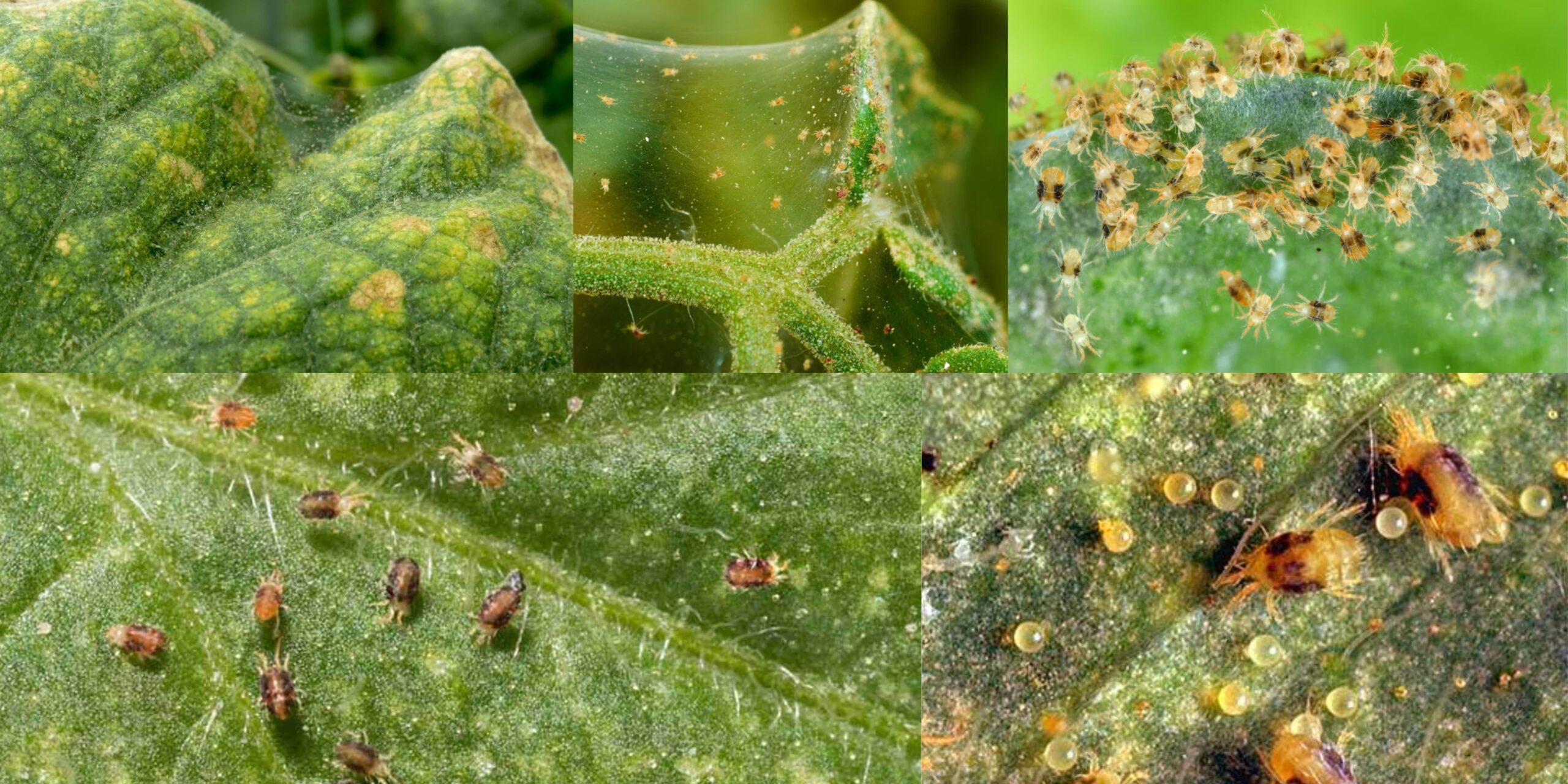 Добавить заголовок (26) min Добавить заголовок (26) min