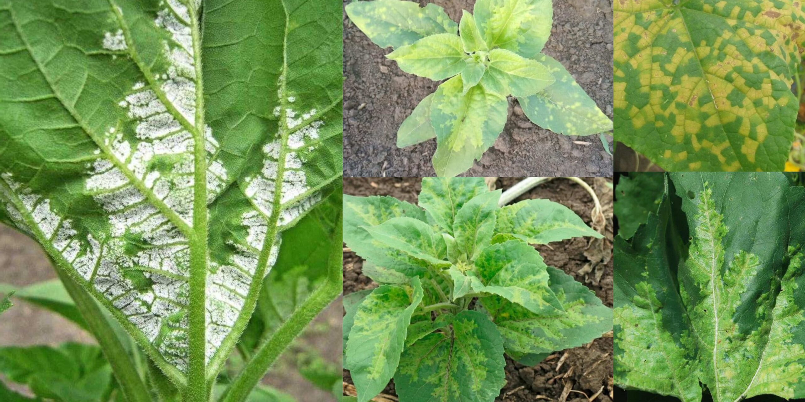 Добавить заголовок (3) (1) Добавить заголовок (3) (1)