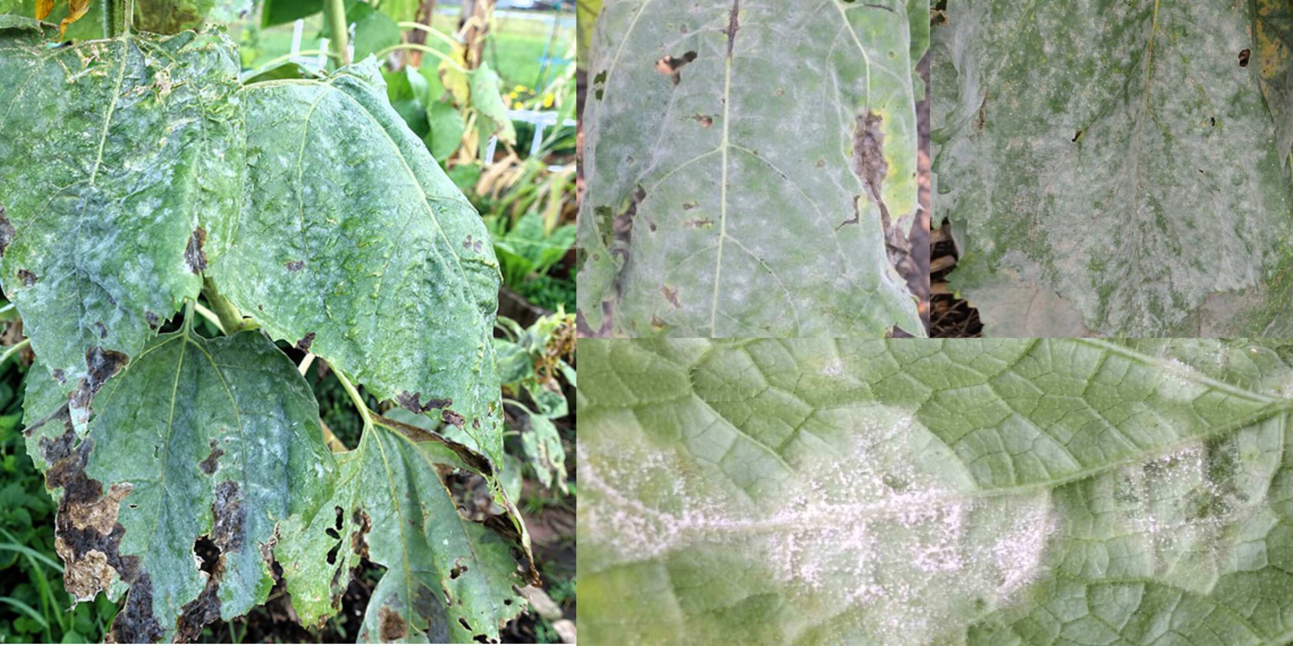 Добавить заголовок (4) (1) Добавить заголовок (4) (1)