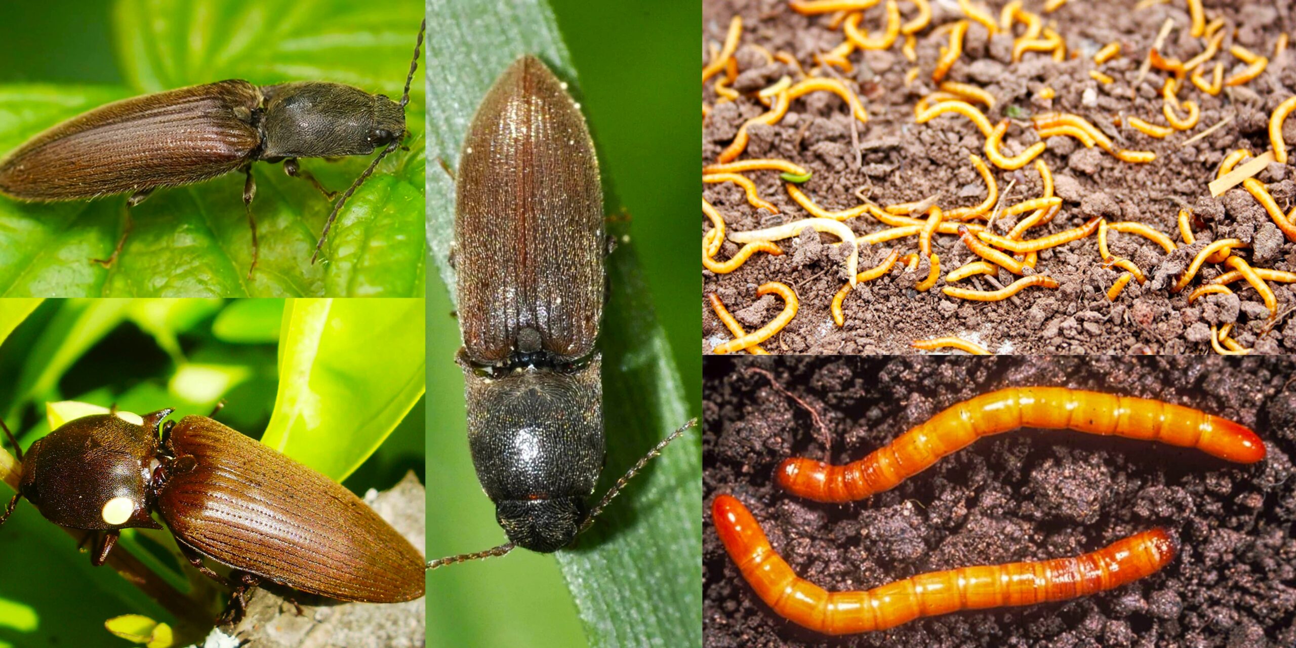 Добавить заголовок (40) min Добавить заголовок (40) min