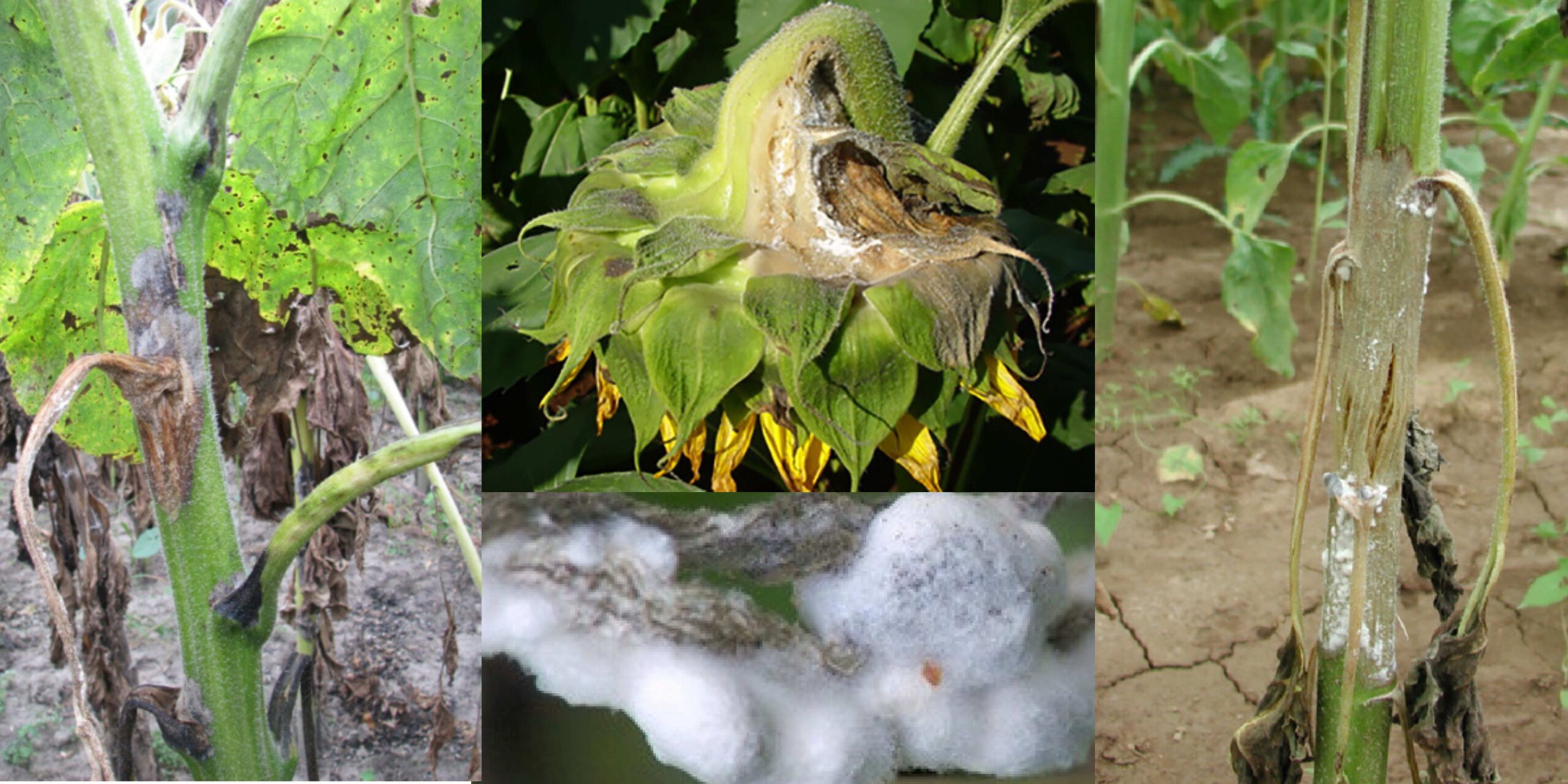 Добавить заголовок (5) (1) Добавить заголовок (5) (1)