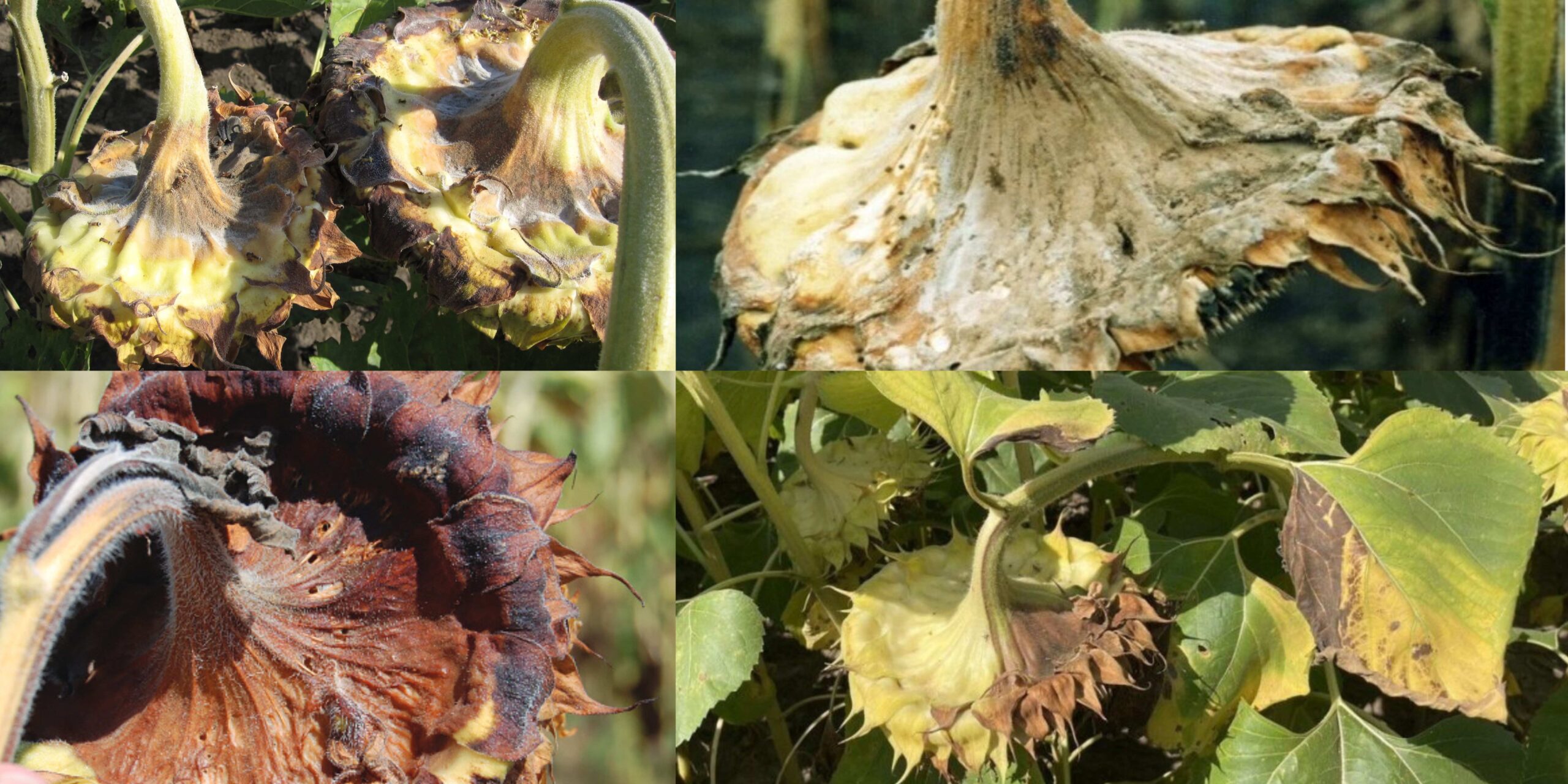 Добавить заголовок (6) (1) Добавить заголовок (6) (1)