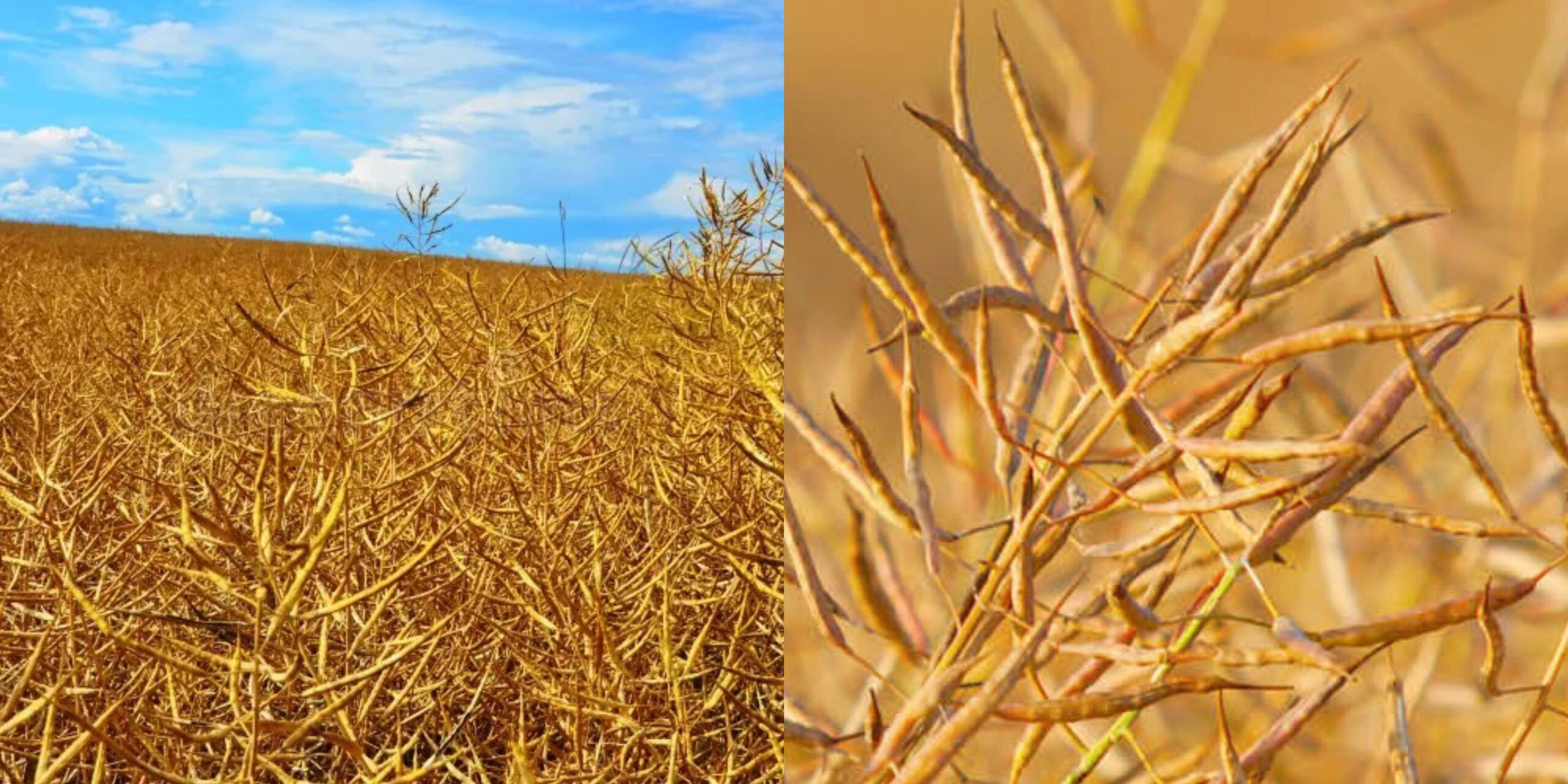 Добавить заголовок (68) min