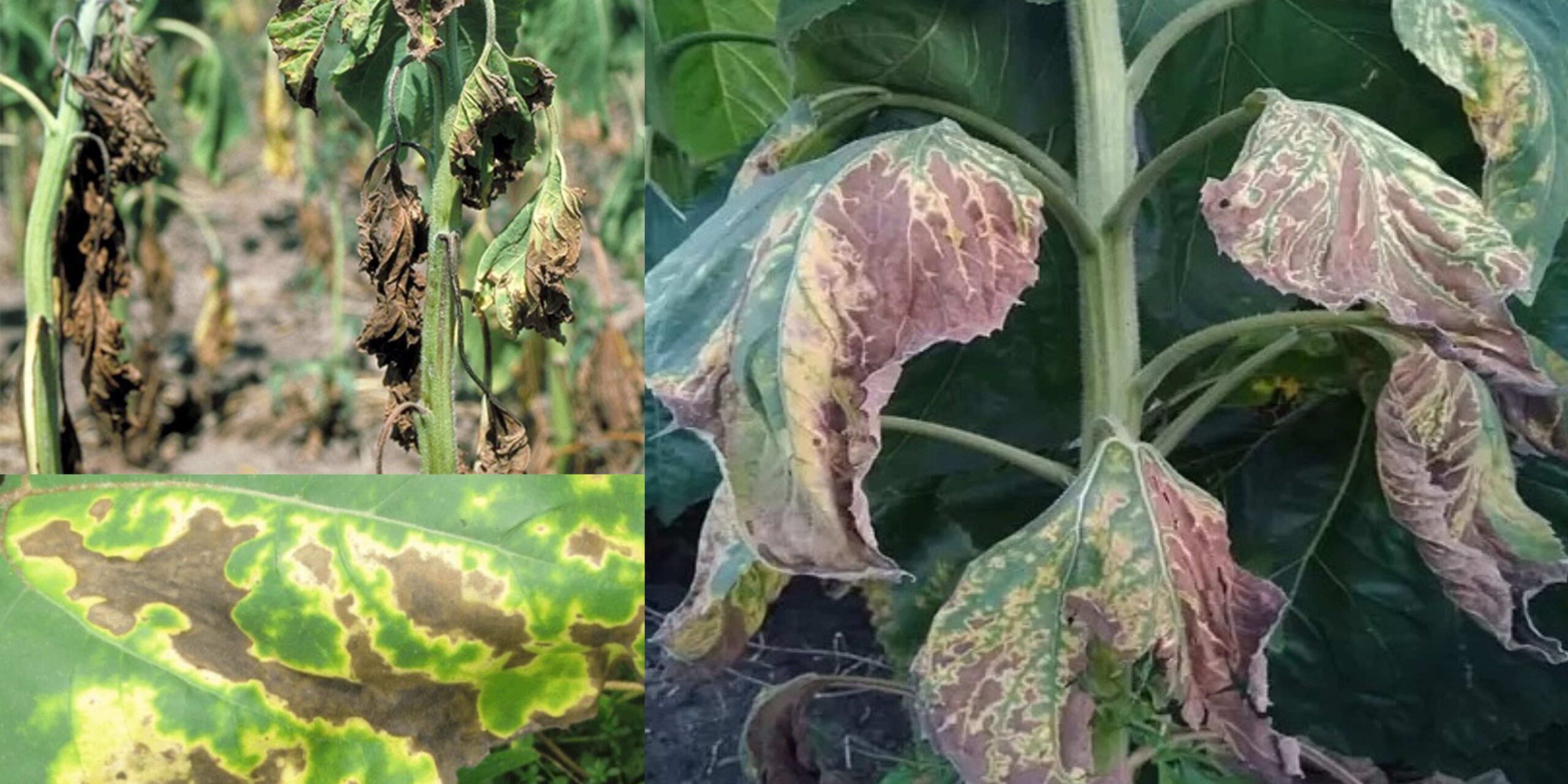 Добавить заголовок (7) (1) Добавить заголовок (7) (1)