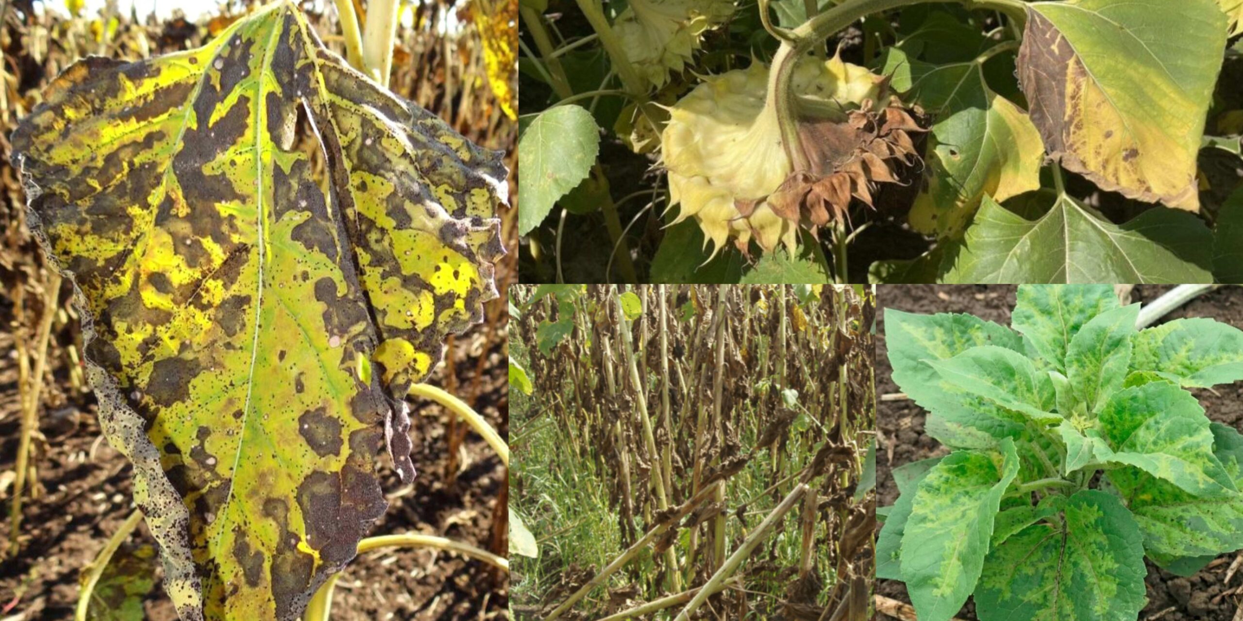 Добавить заголовок (8) (1)