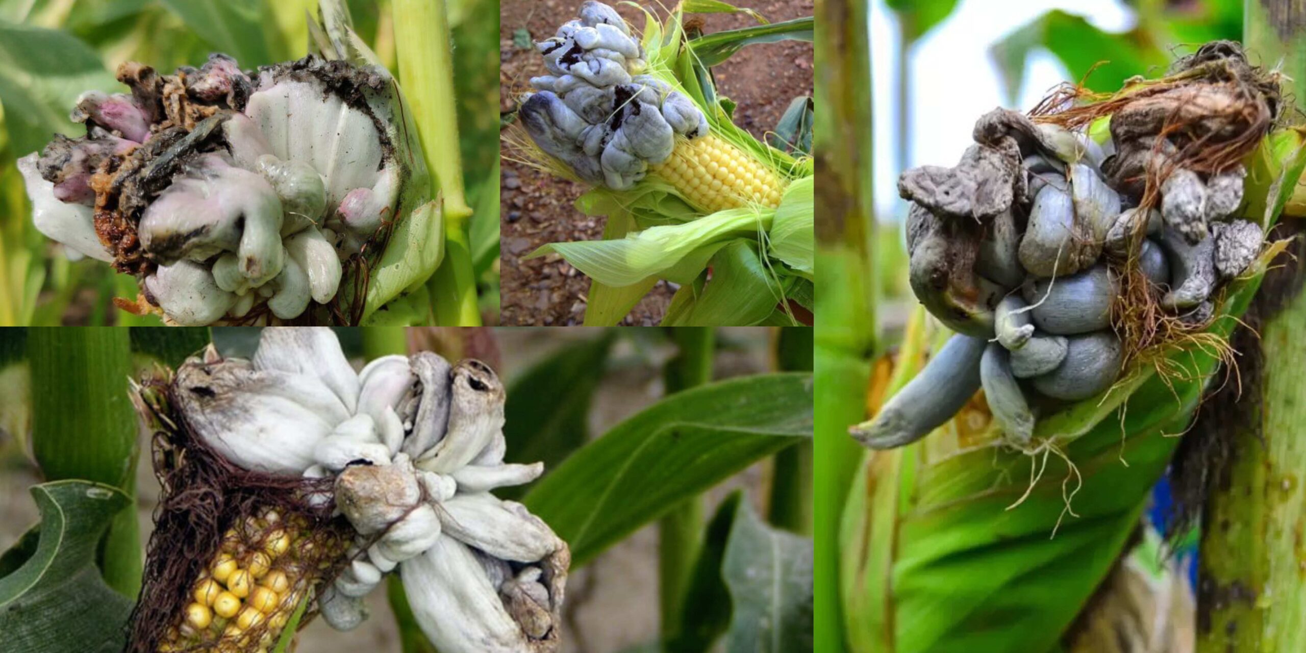 Добавить заголовок (9) (1)