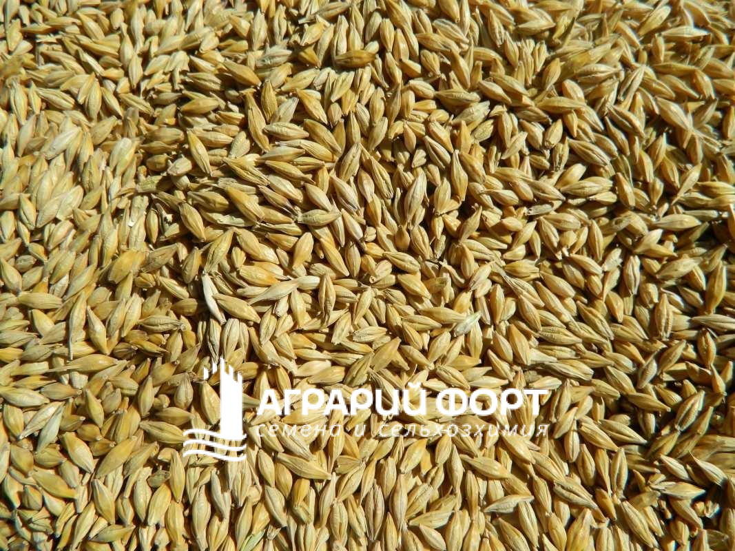 Особенности-выращивания-озимого-ячменя2