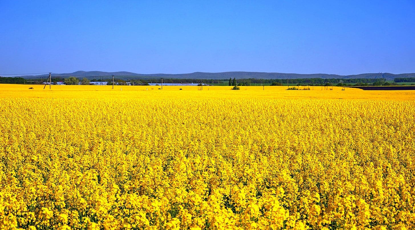 Поле рапса min Поле рапса min
