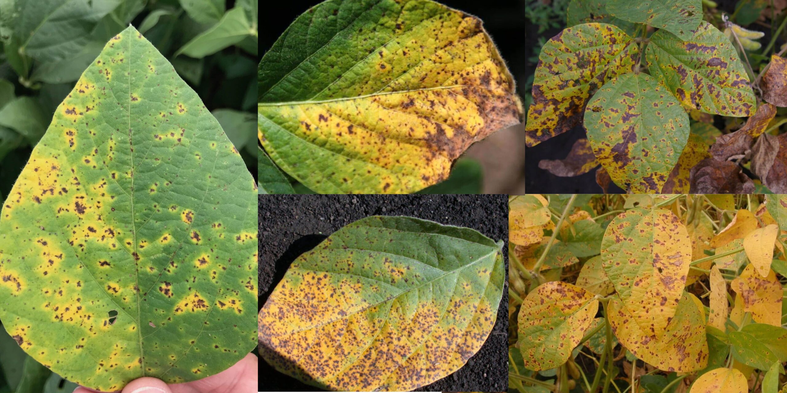 Септоріоз Септоріоз