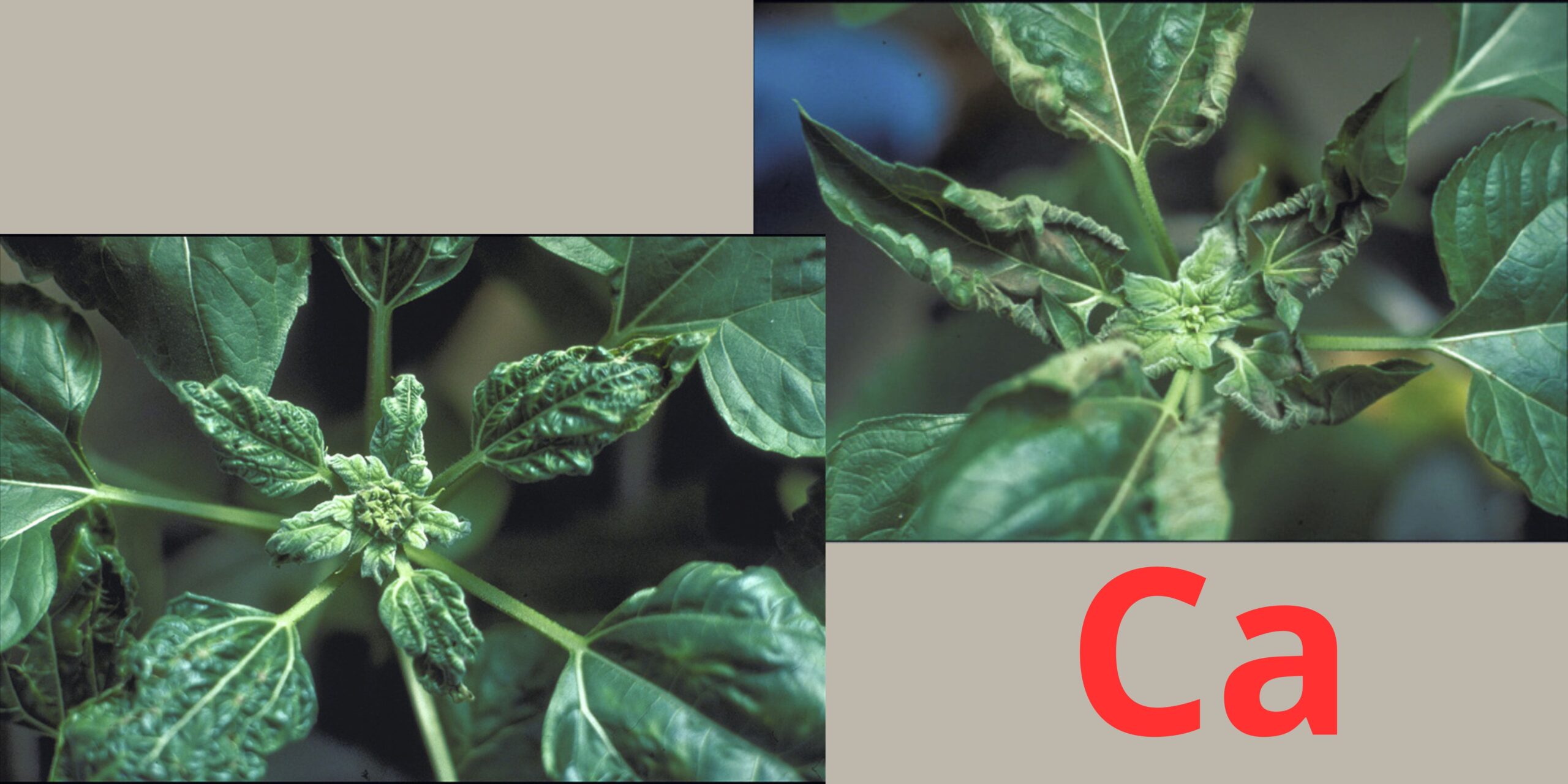 дефіцит кальцію дефіцит кальцію