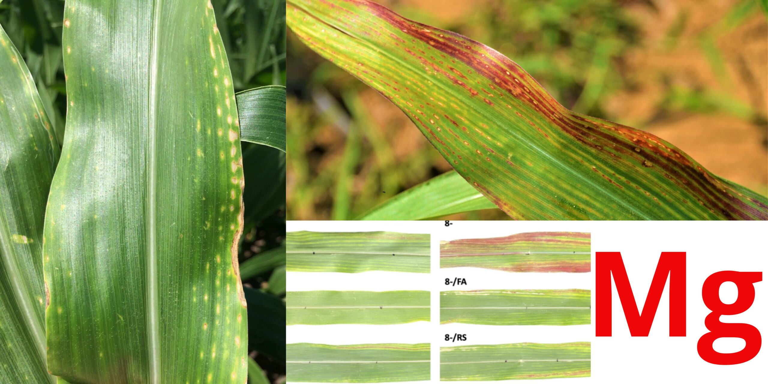 маааагній (1) маааагній (1)