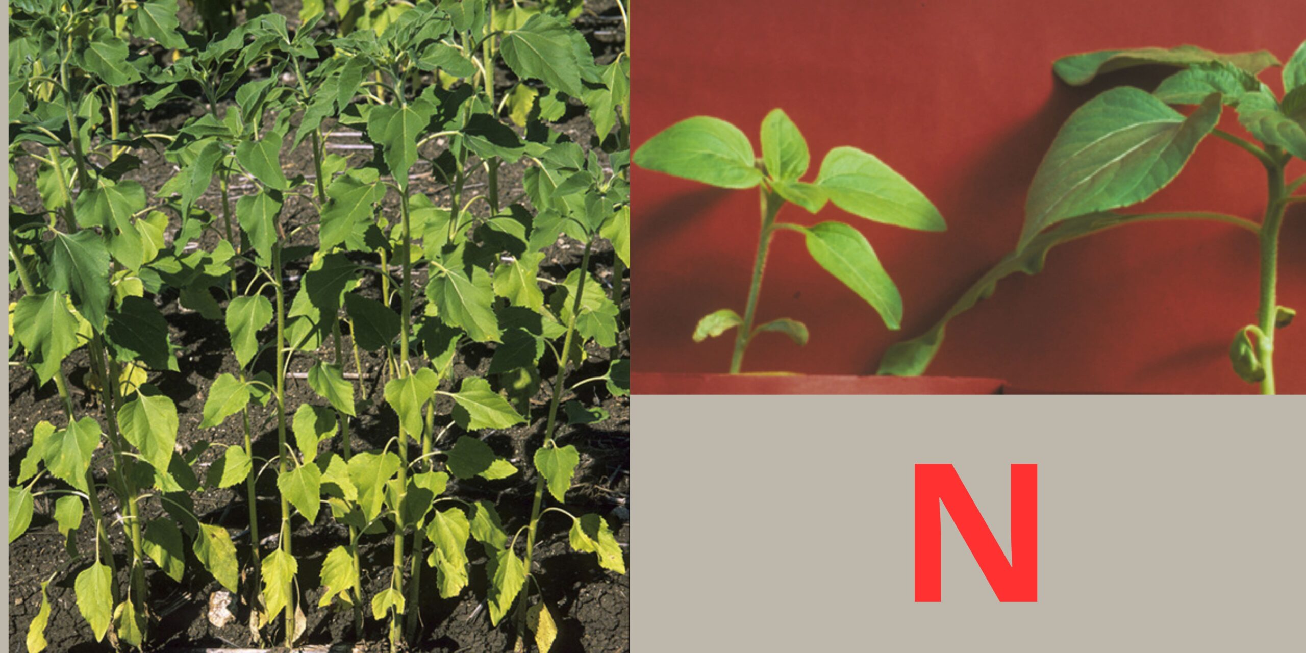 нестача азоту нестача азоту