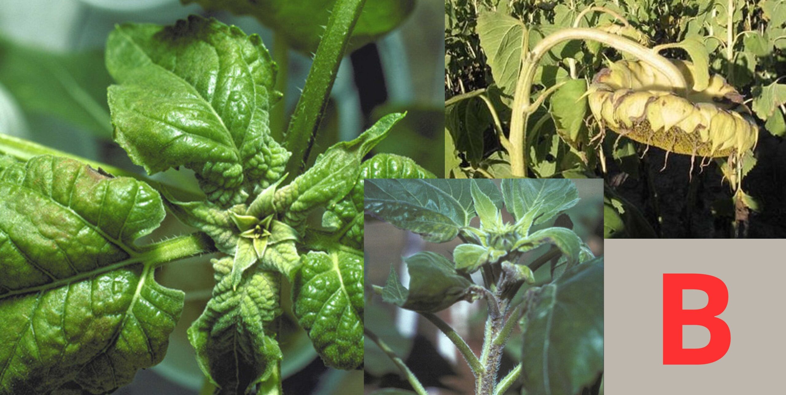 нестача бору копія 2 нестача бору копія 2