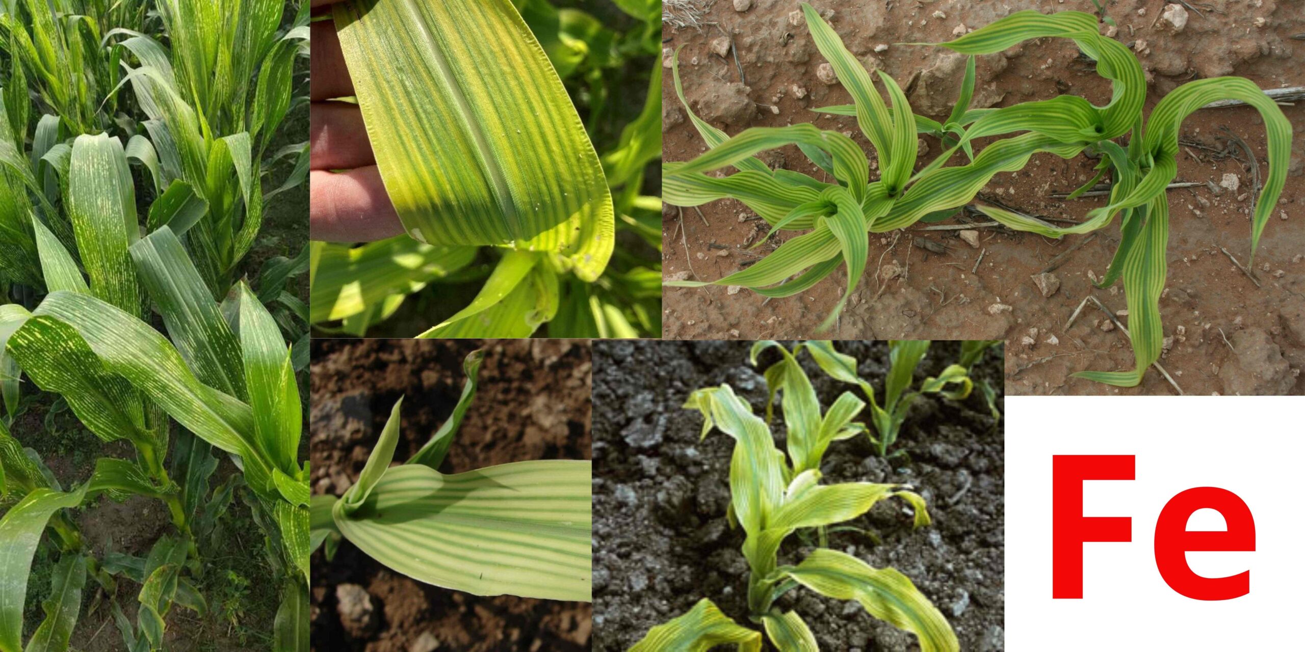 нестача звліза нестача звліза