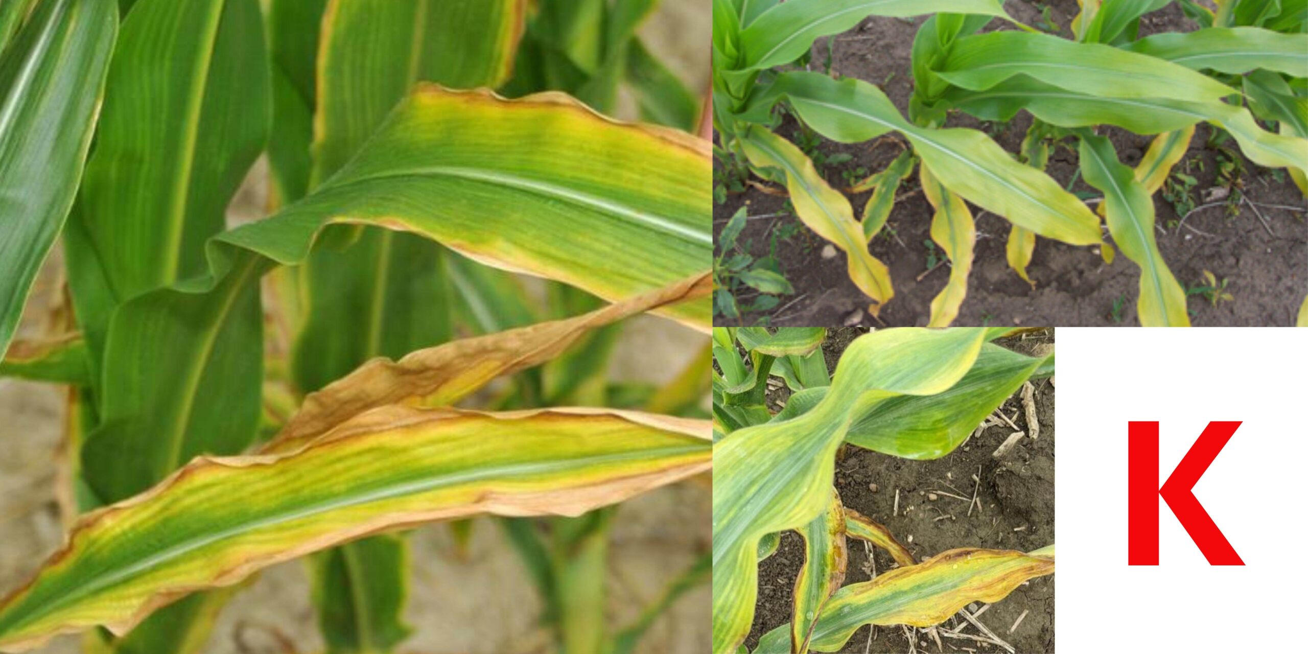 нестача калію (2) нестача калію (2)