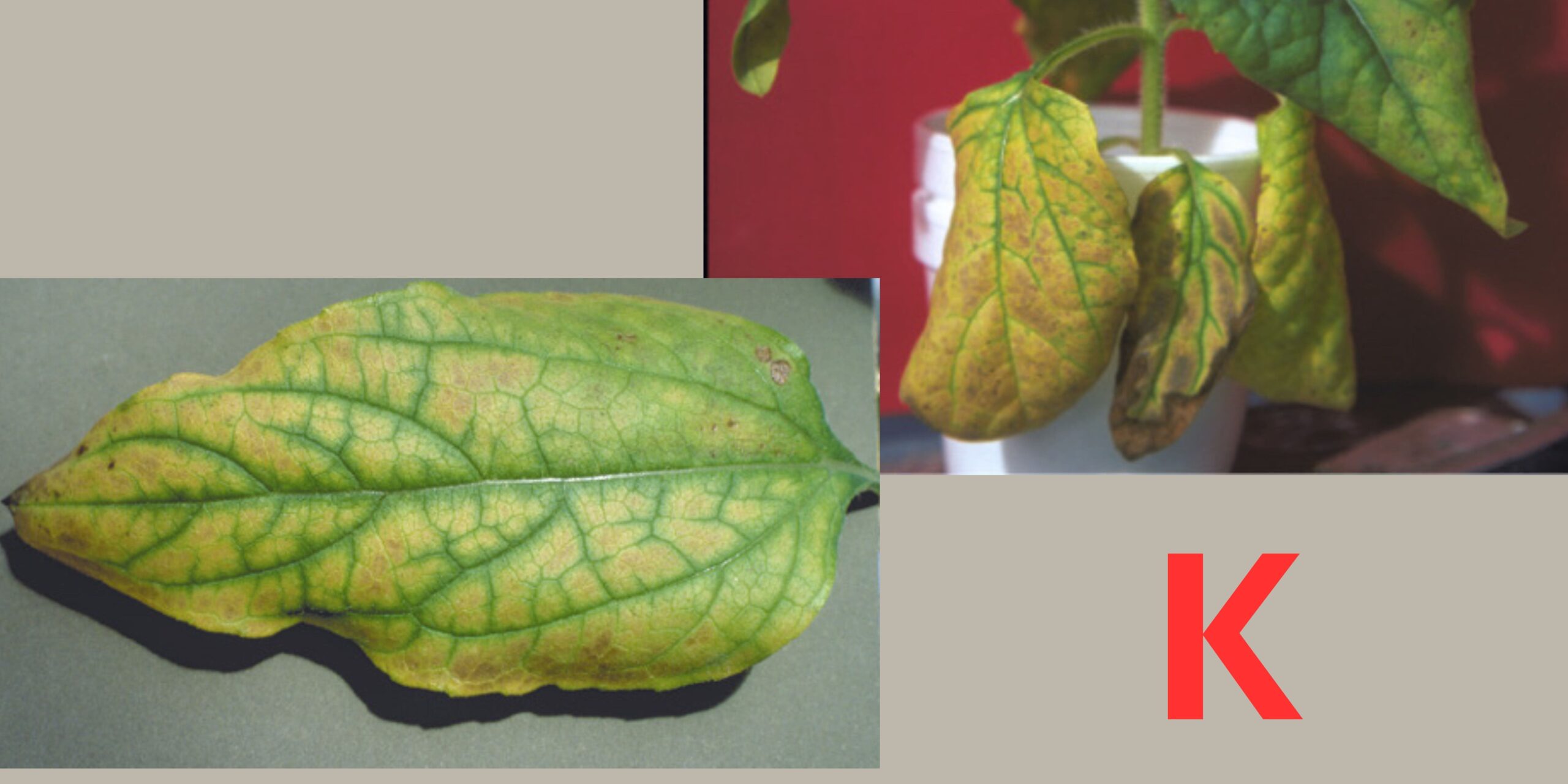 нестача калію нестача калію