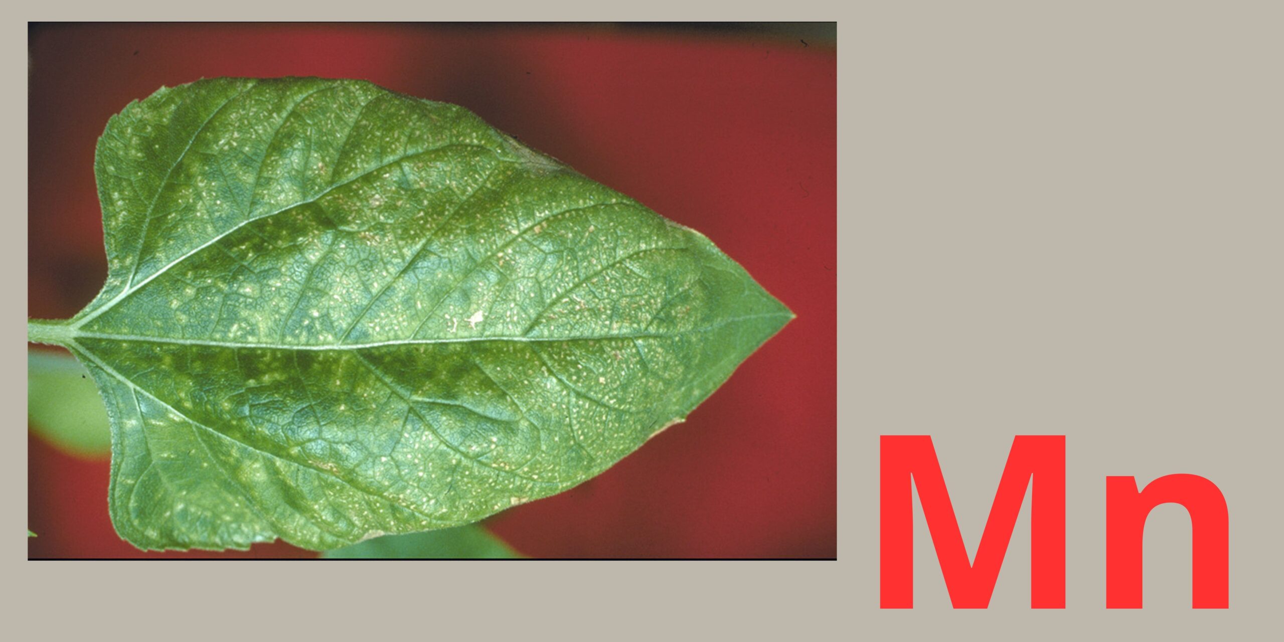 нестача марганцю нестача марганцю