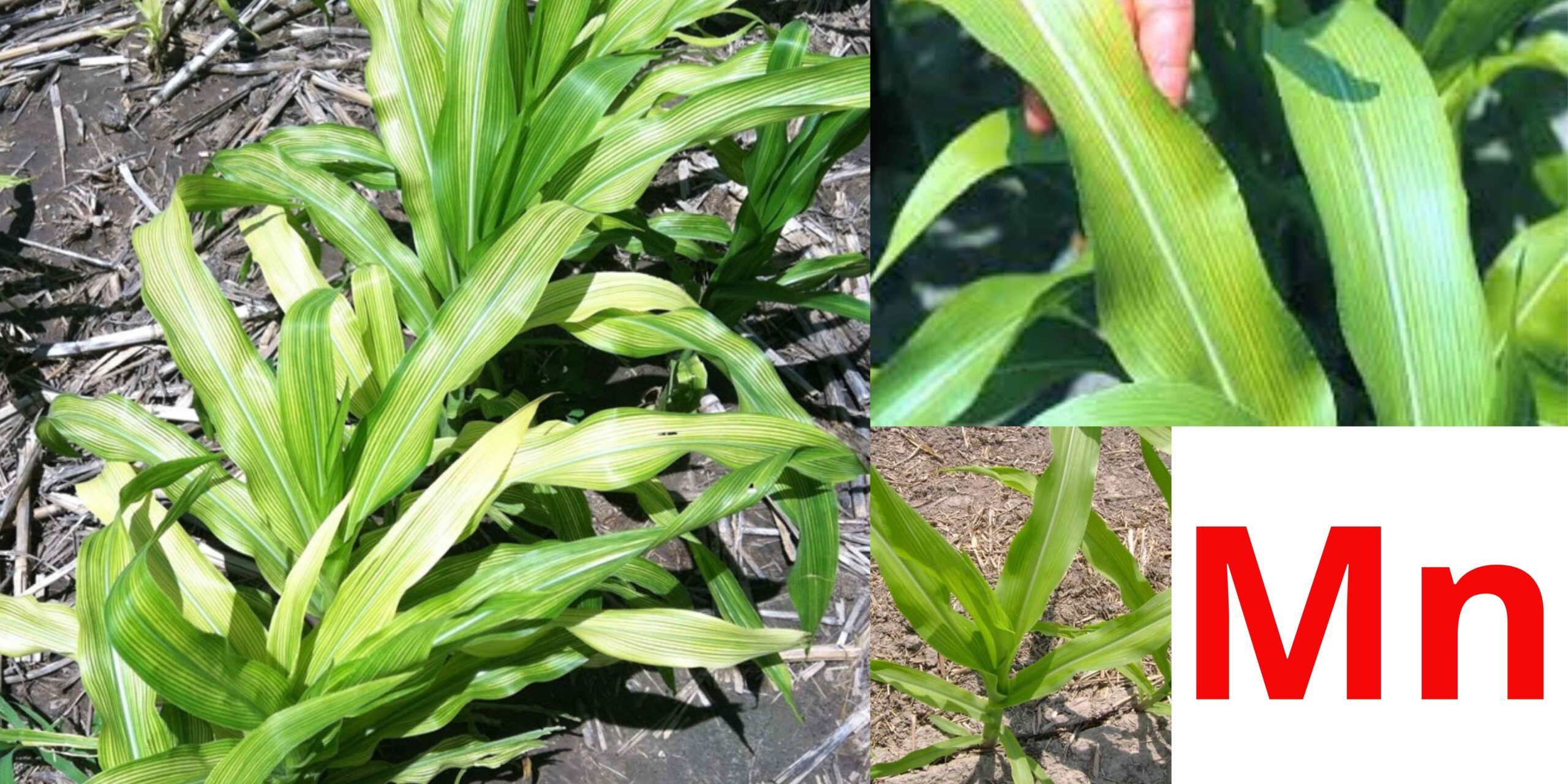 нестача марнанцю нестача марнанцю