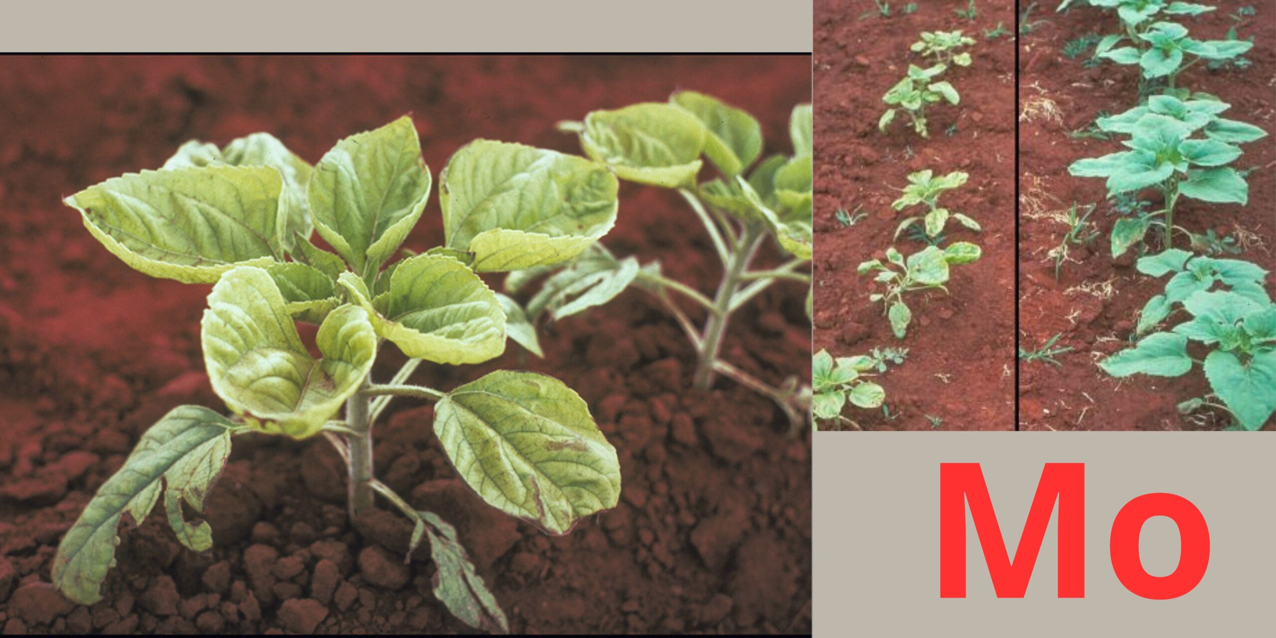 нестача молібдену нестача молібдену