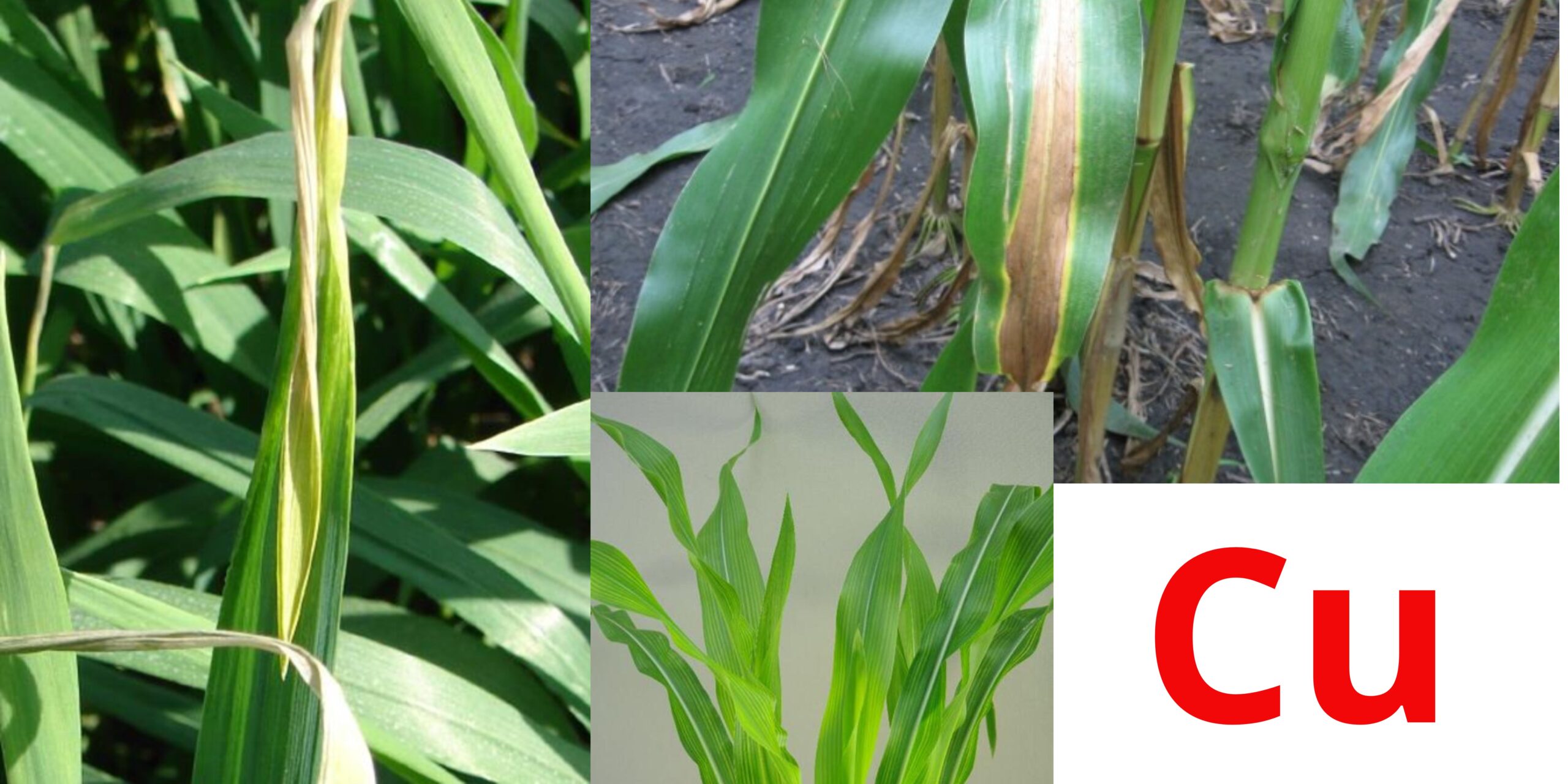 нестача міді нестача міді