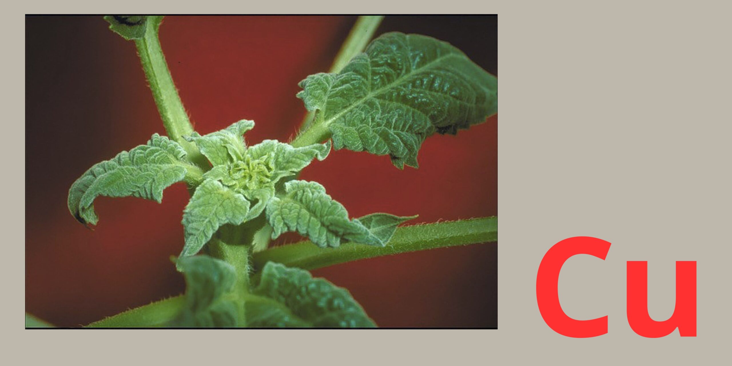 нестача міді нестача міді