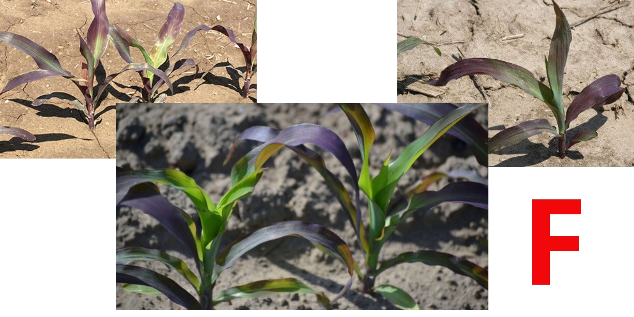 нестача фосфору нестача фосфору