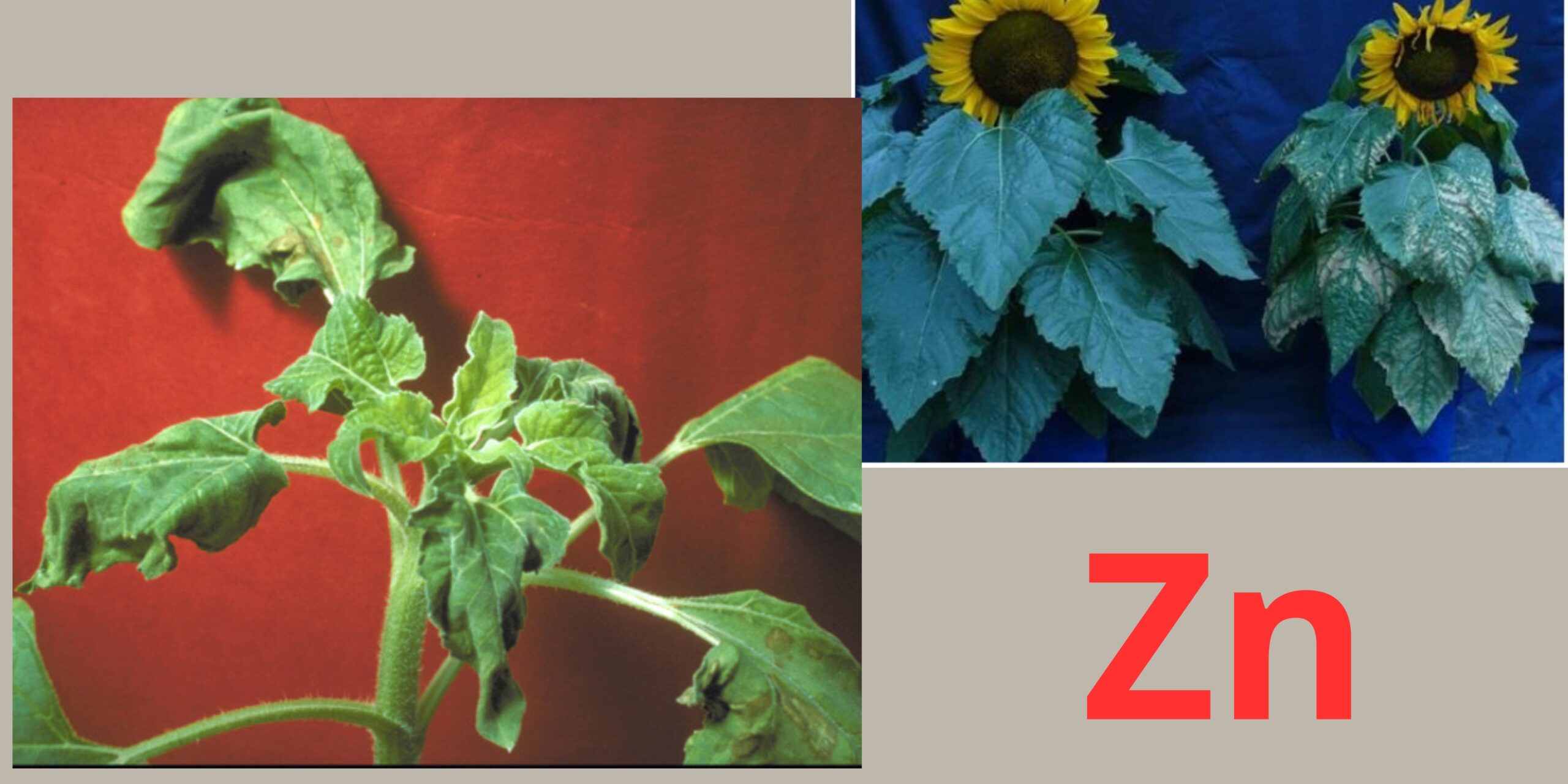 нестача цинку нестача цинку