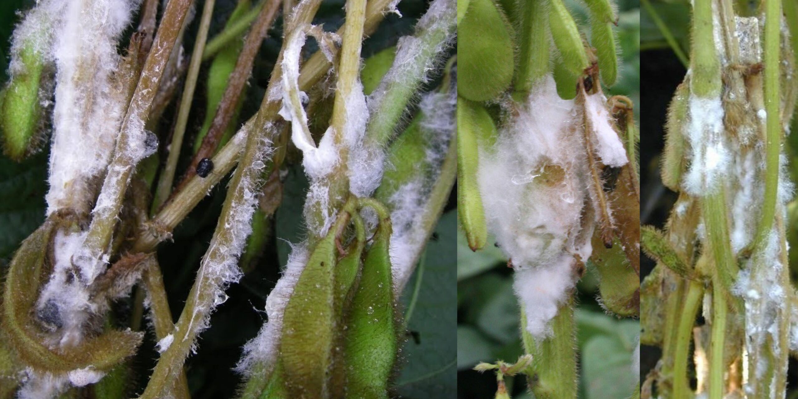 скляретонія скляретонія