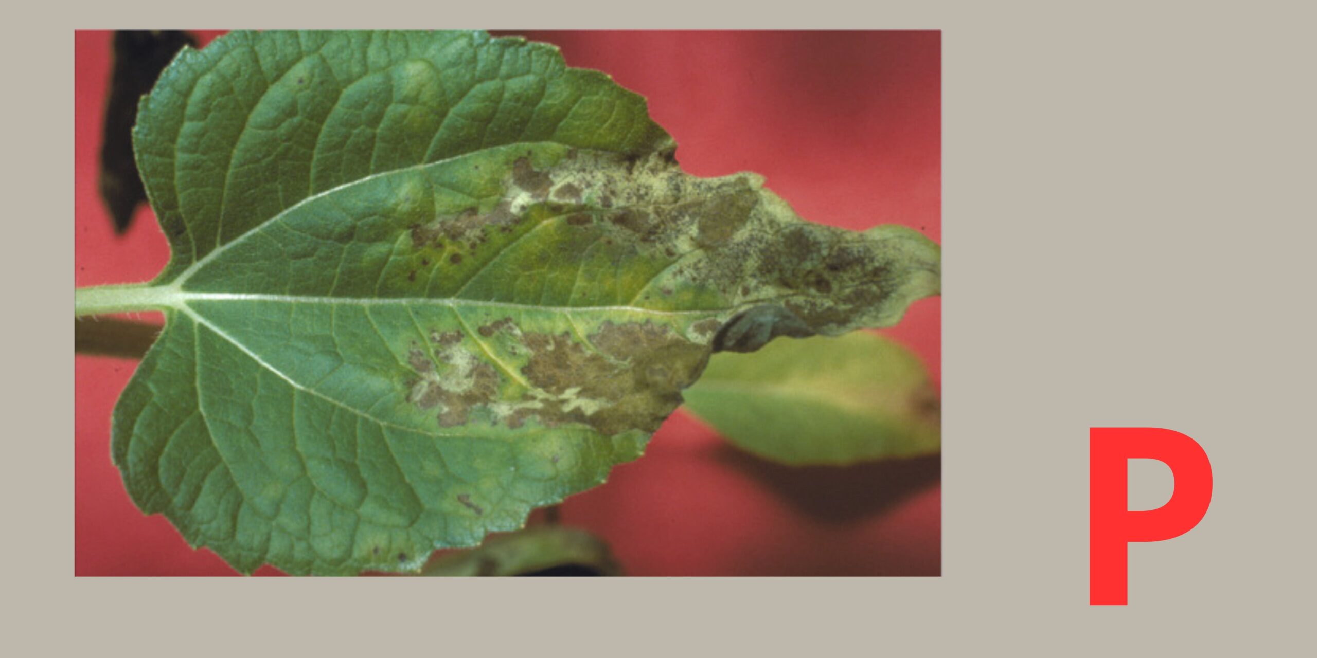 фосфор фосфор