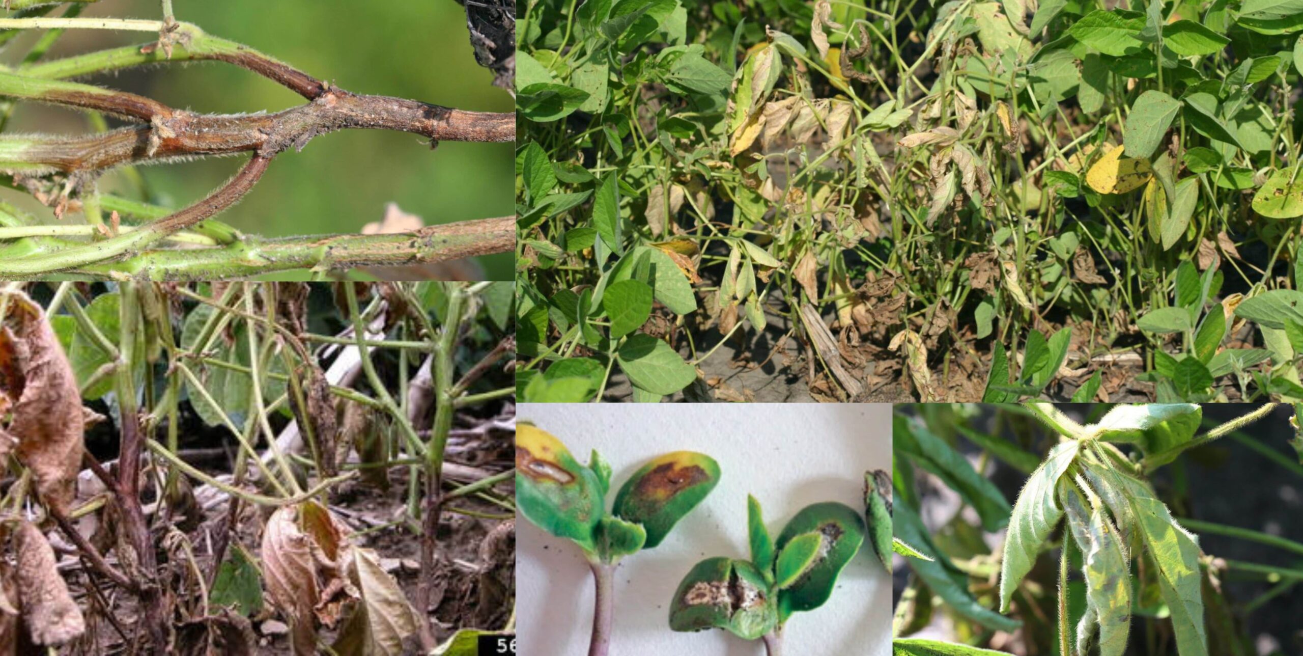 фузаріоз фузаріоз